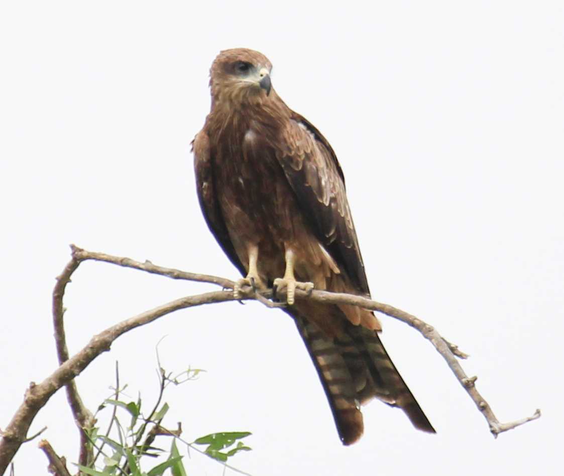 Black Kite