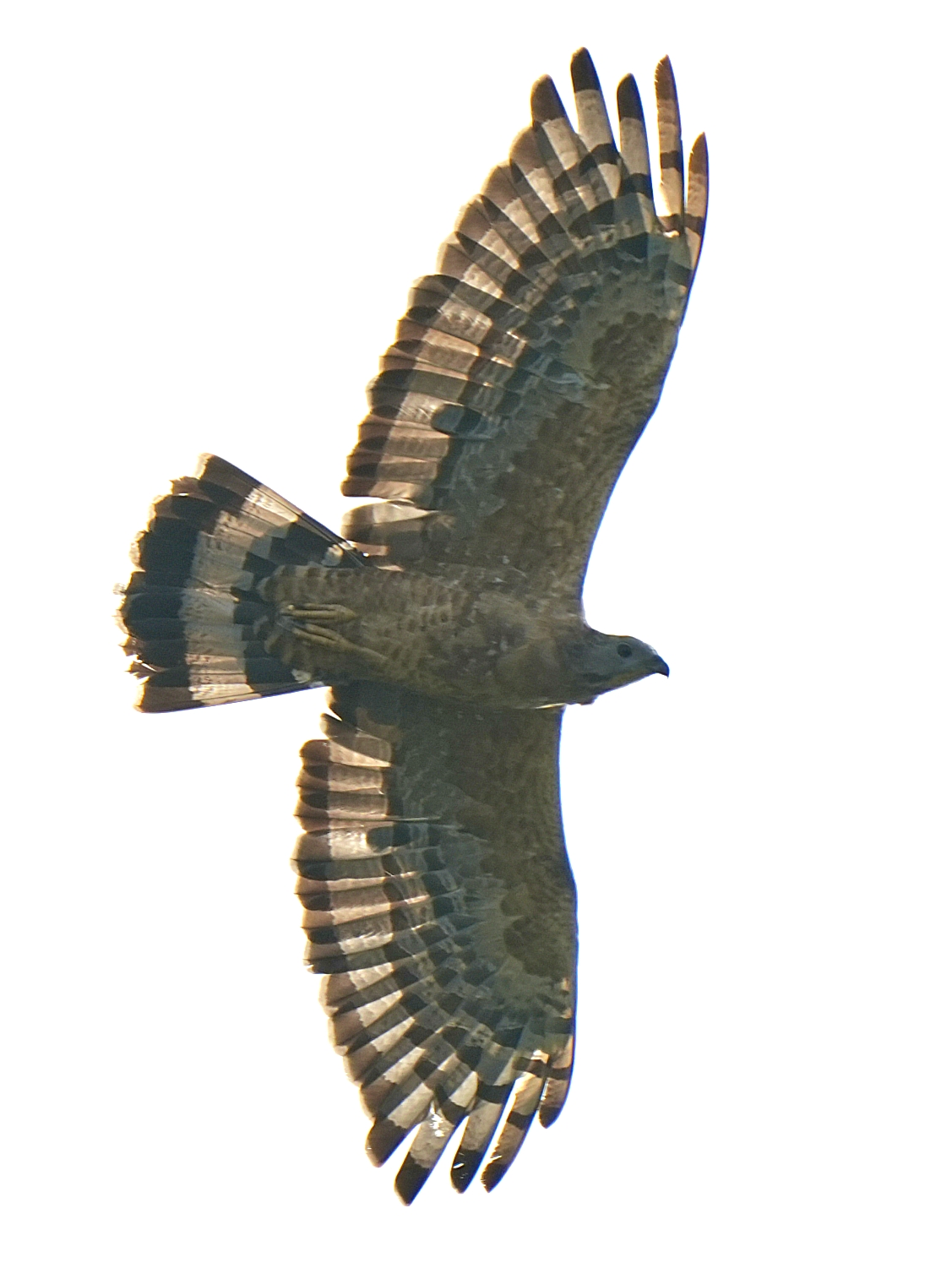 Oriental Honey-buzzard