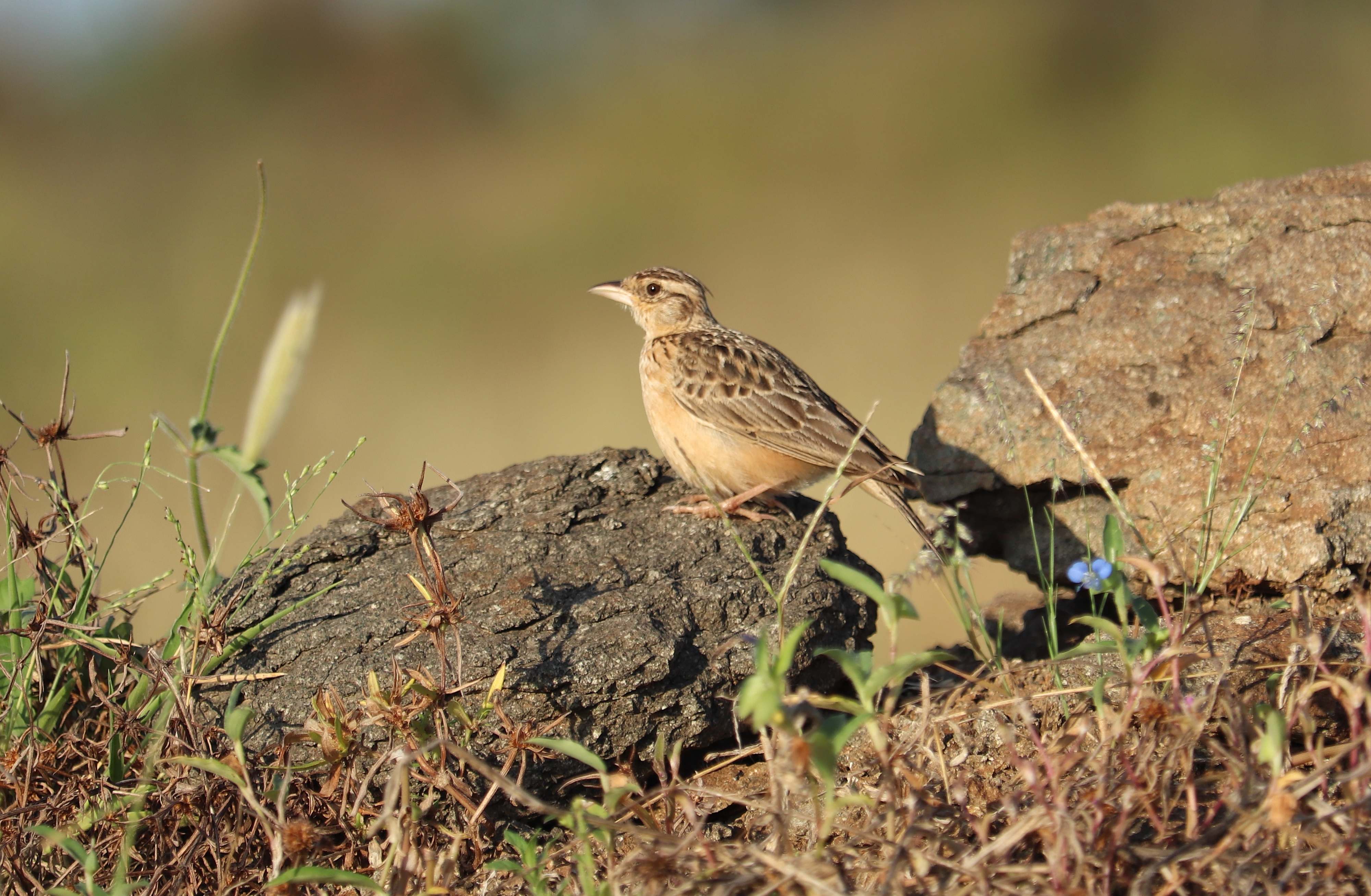 Sykes's Lark