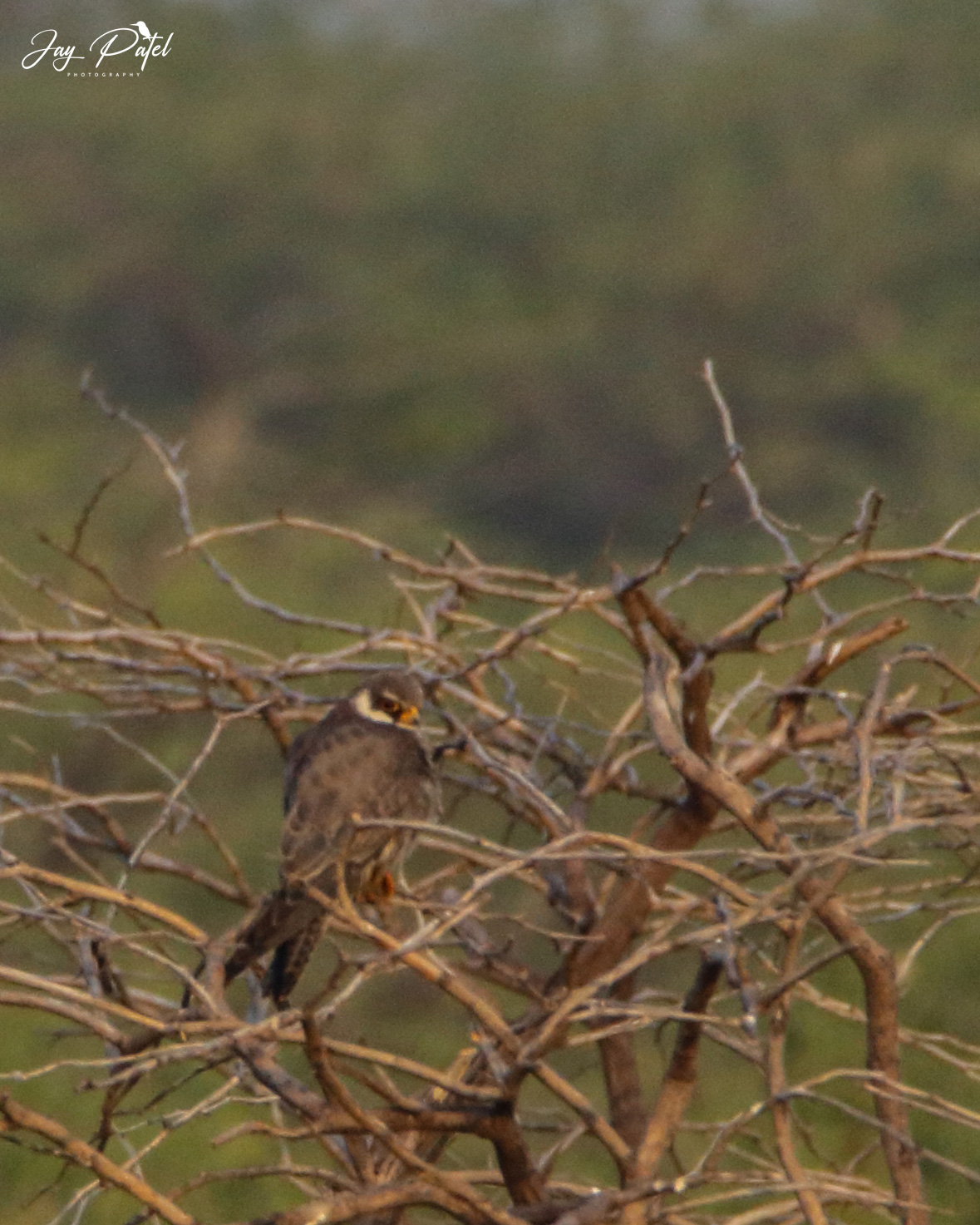 Amur Falcon