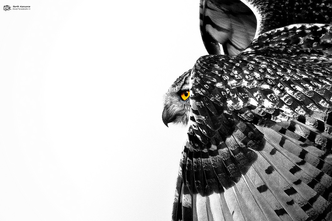Rock Eagle Owl 