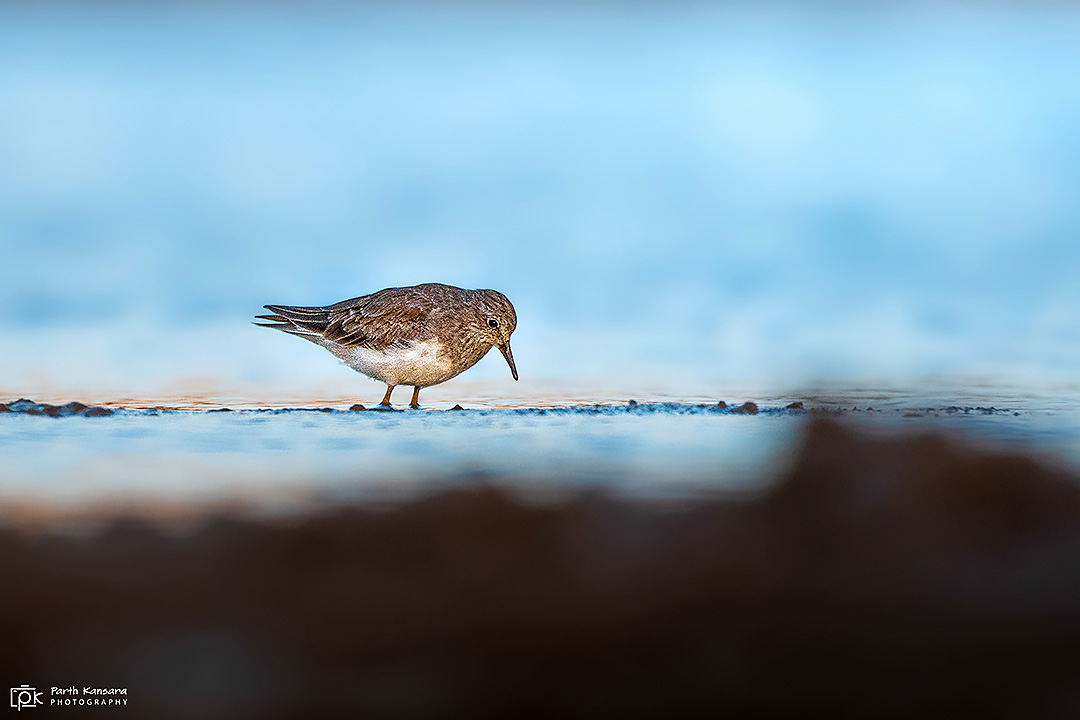 Temminck's Stint