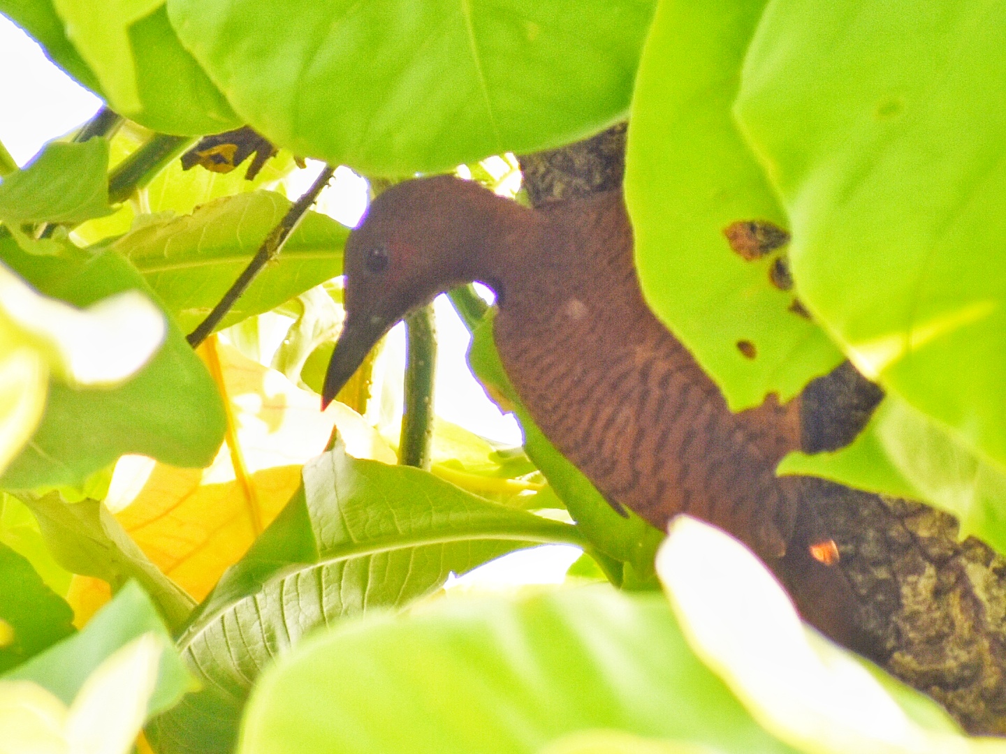 Rufous Woodpecker