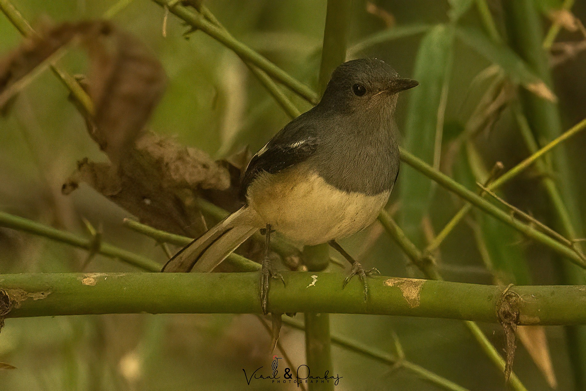 Oriental Magpie Robin