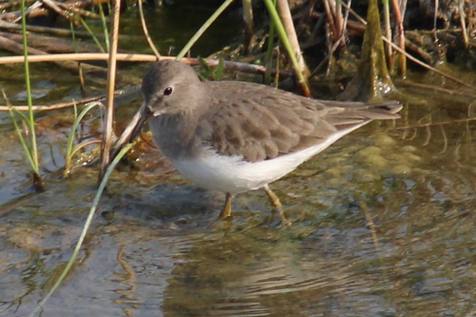 Temminck's Stint