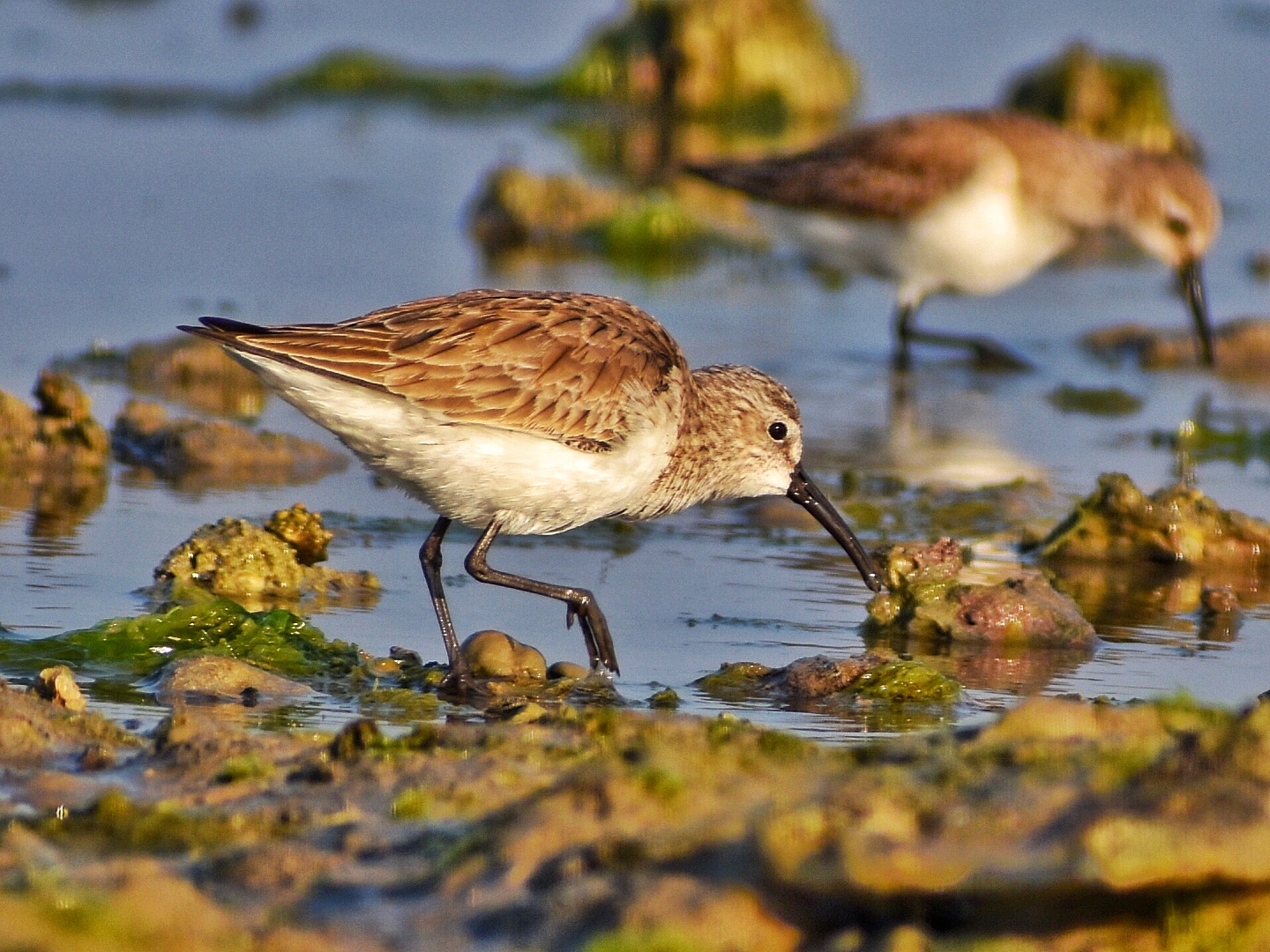 Dunlin