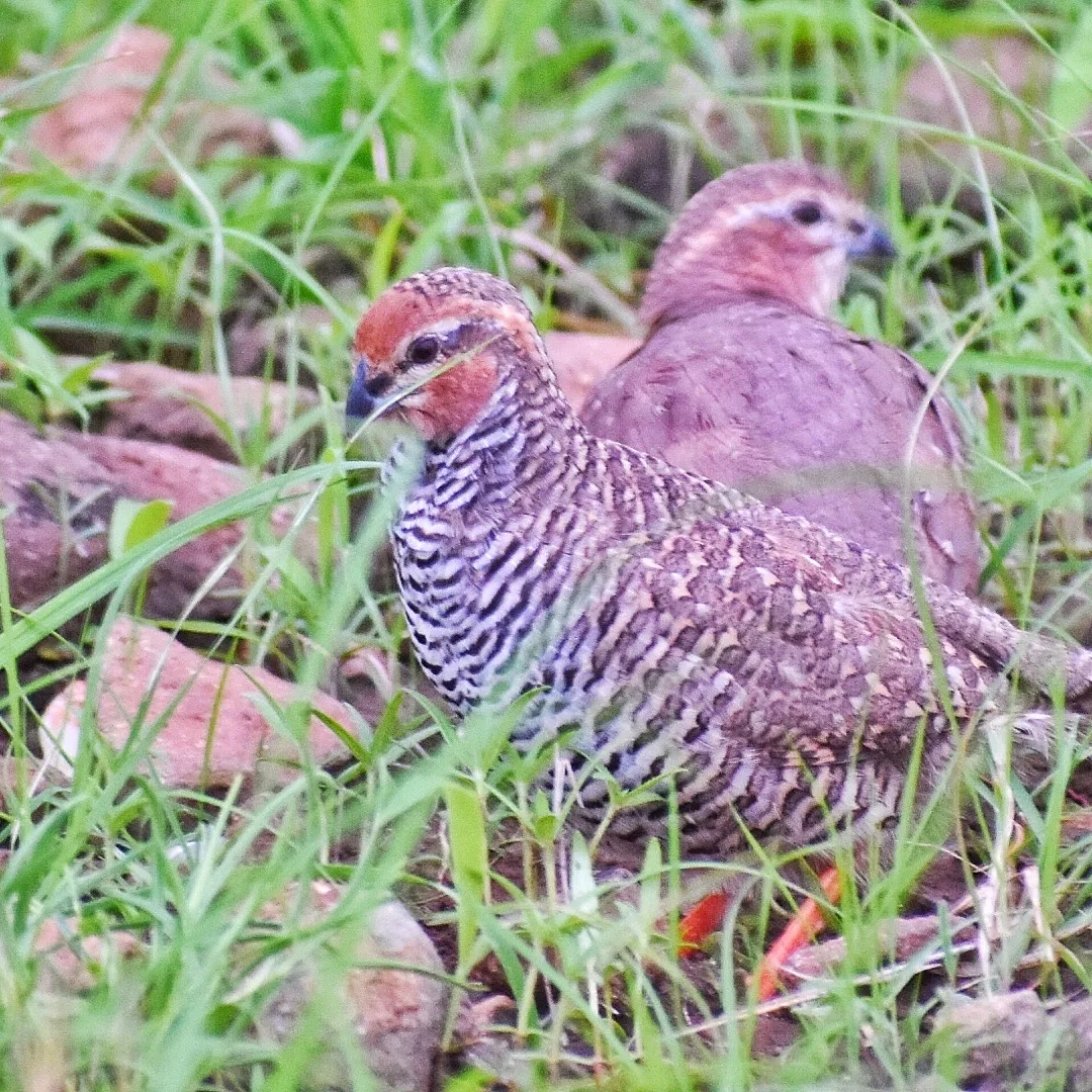 Rock Bush Quail
