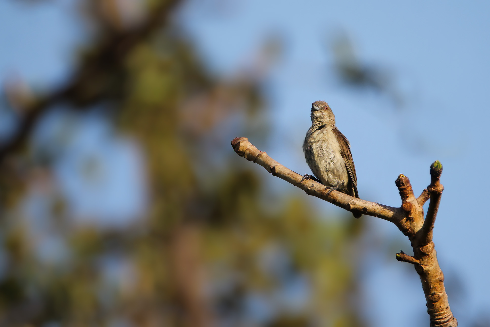 Thick-billed Flowerpecker