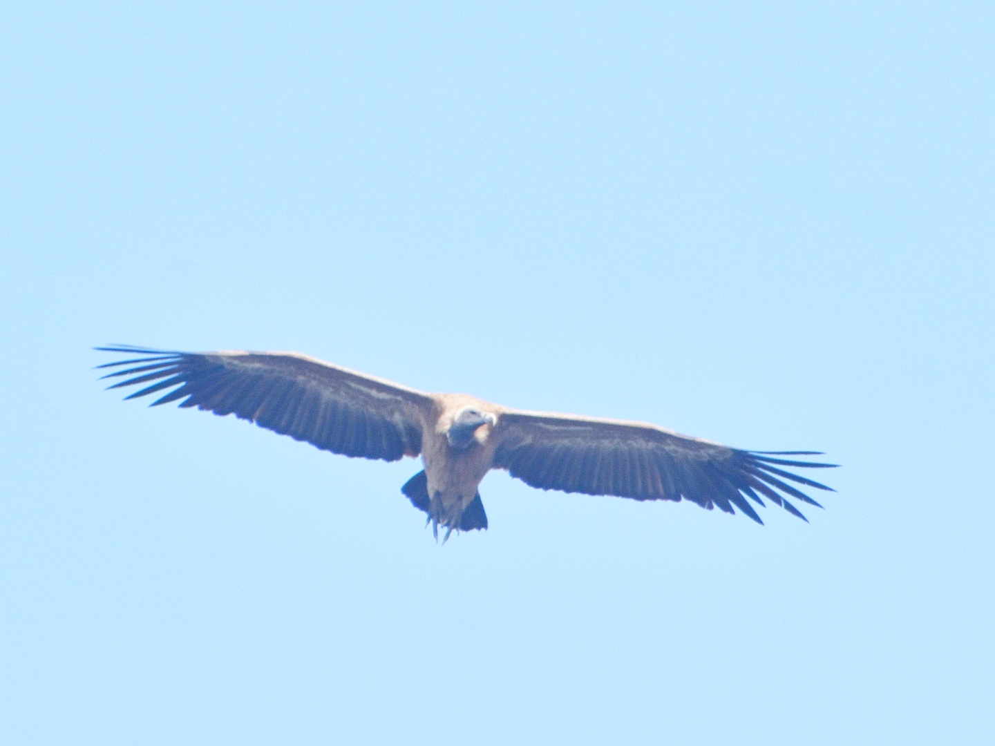 Long-billed Vulture
