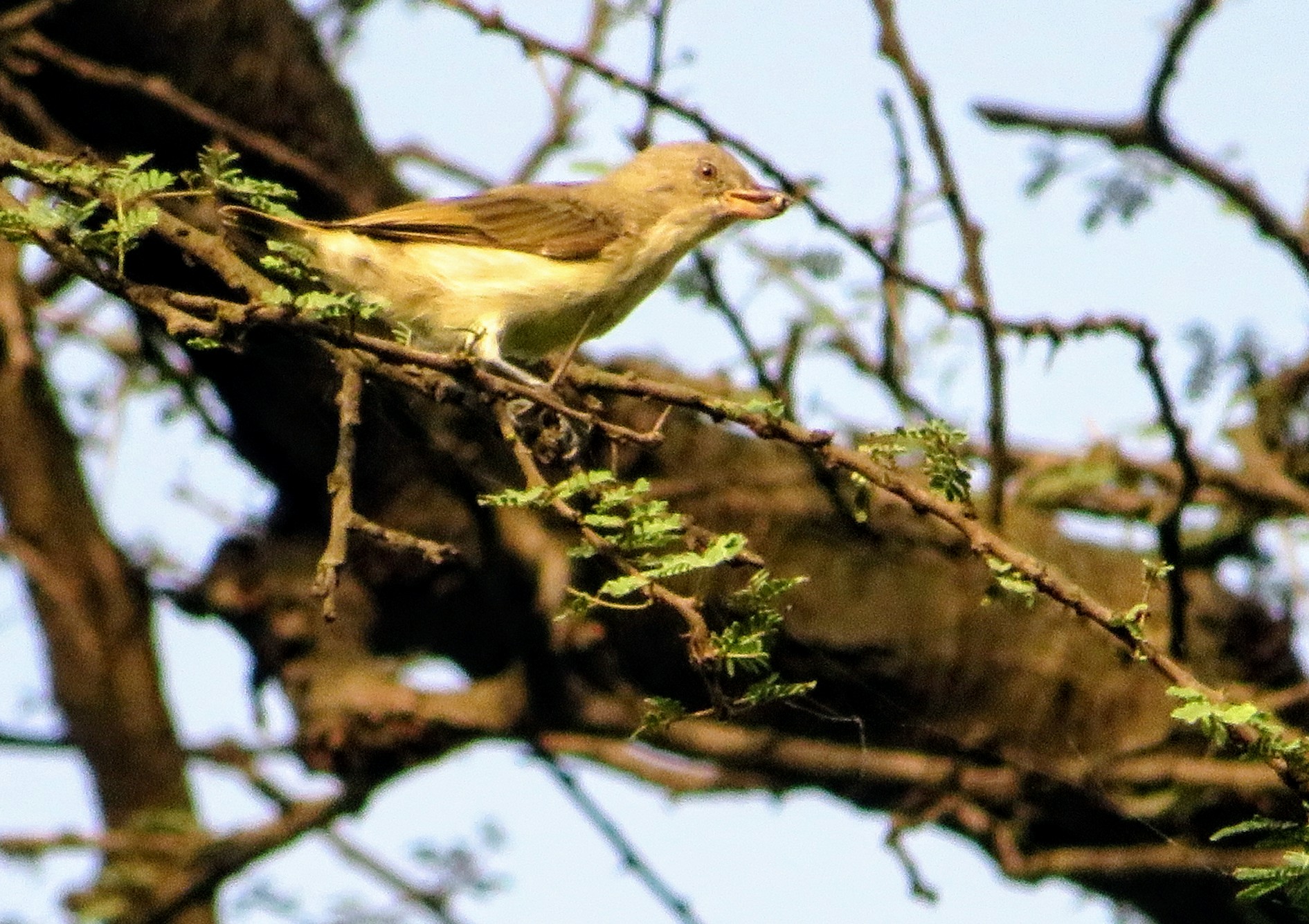 Thick-billed Flowerpecker