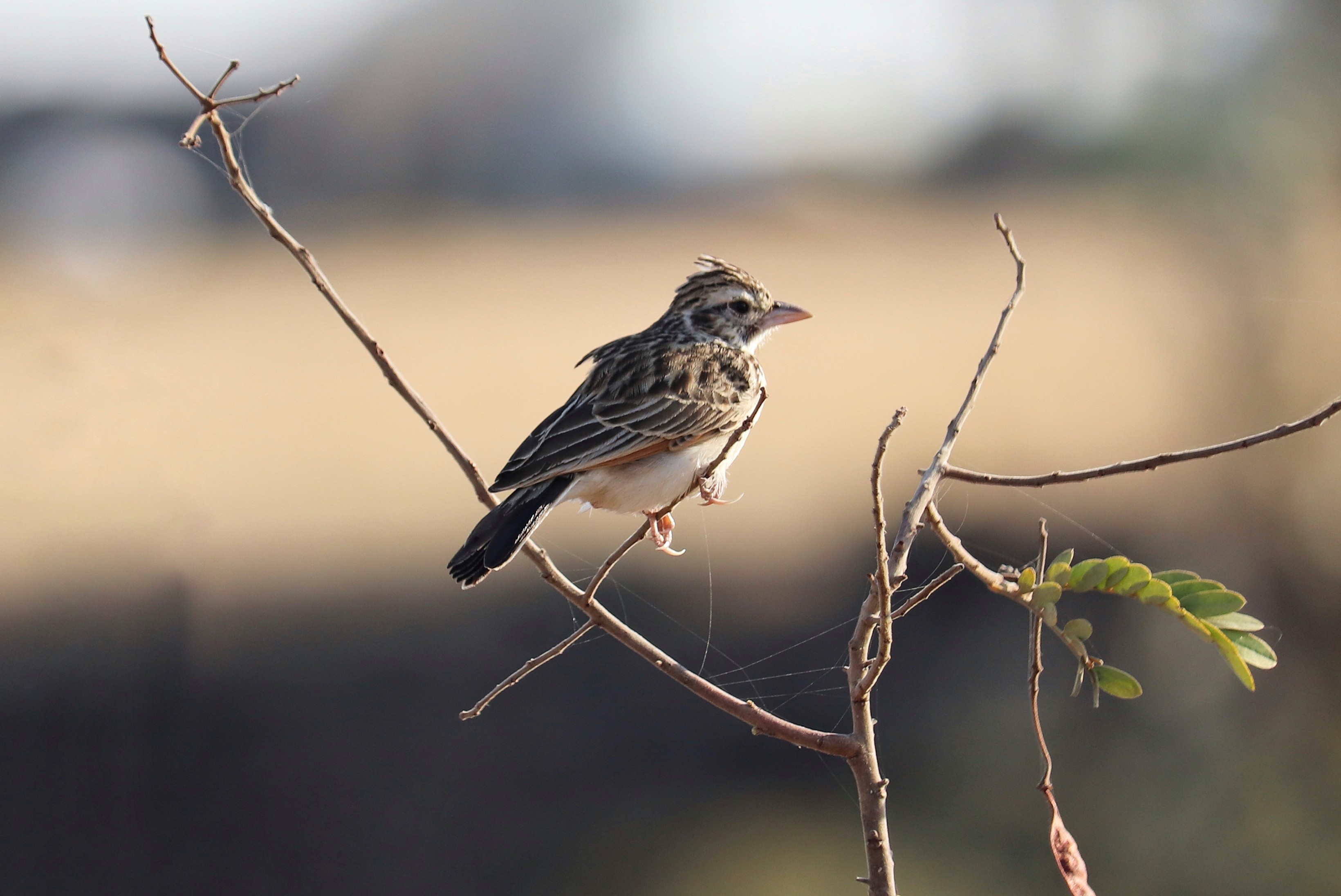 Sykes's Lark