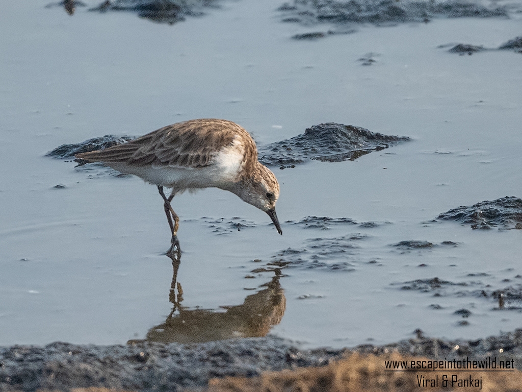 Little Stint