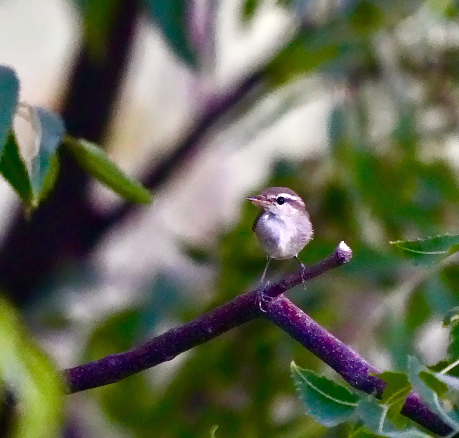 Large-billed Leaf Warbler 