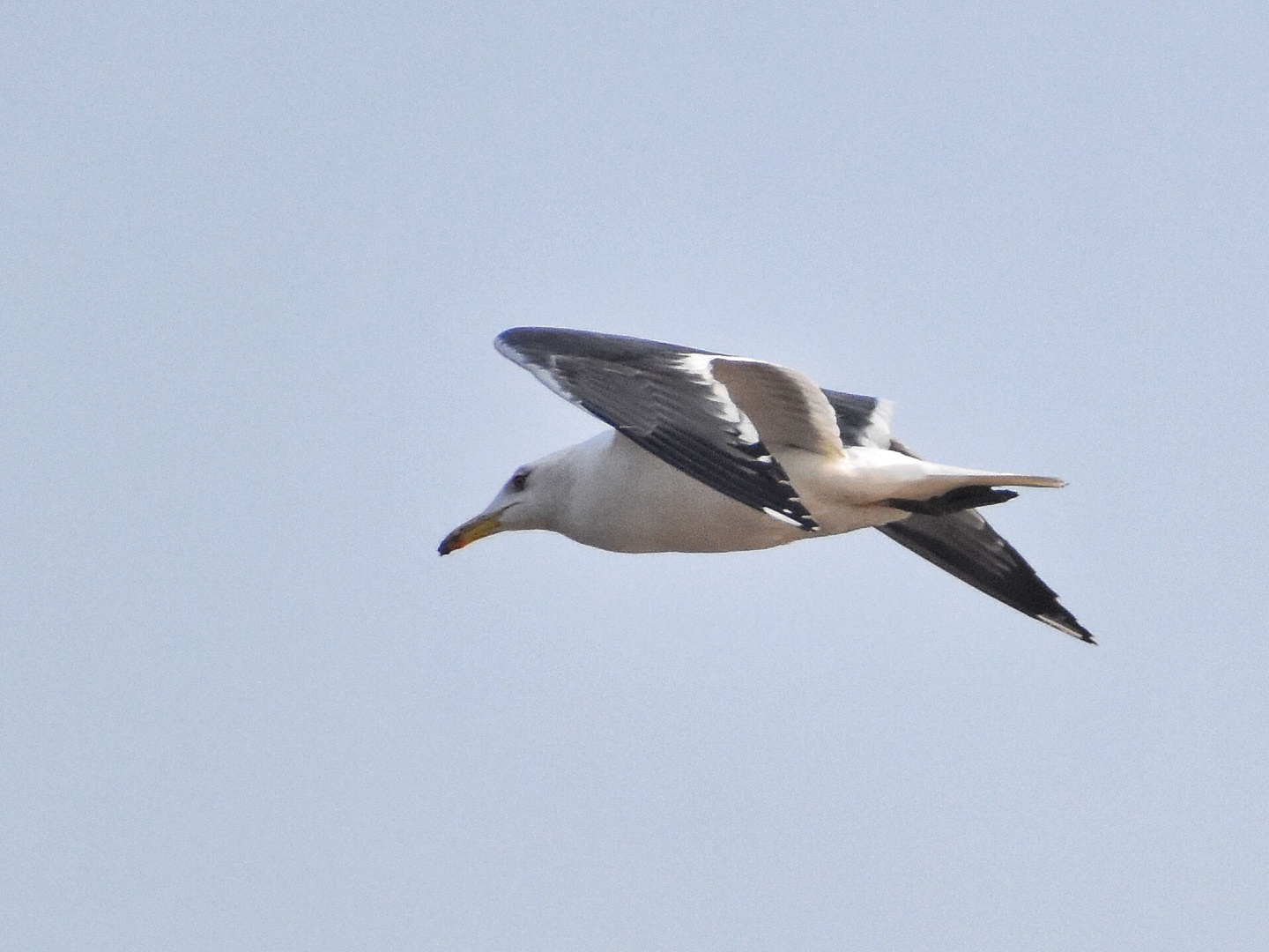 Lesser Black-backed Gull