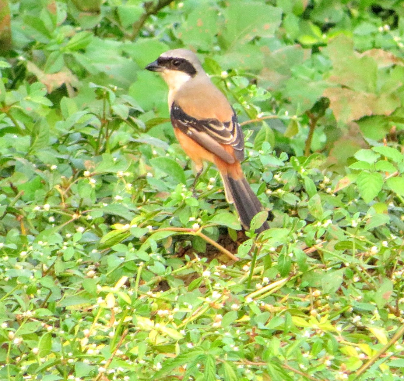 Red-backed Shrike