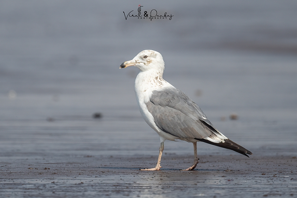 Heuglin's Gull 