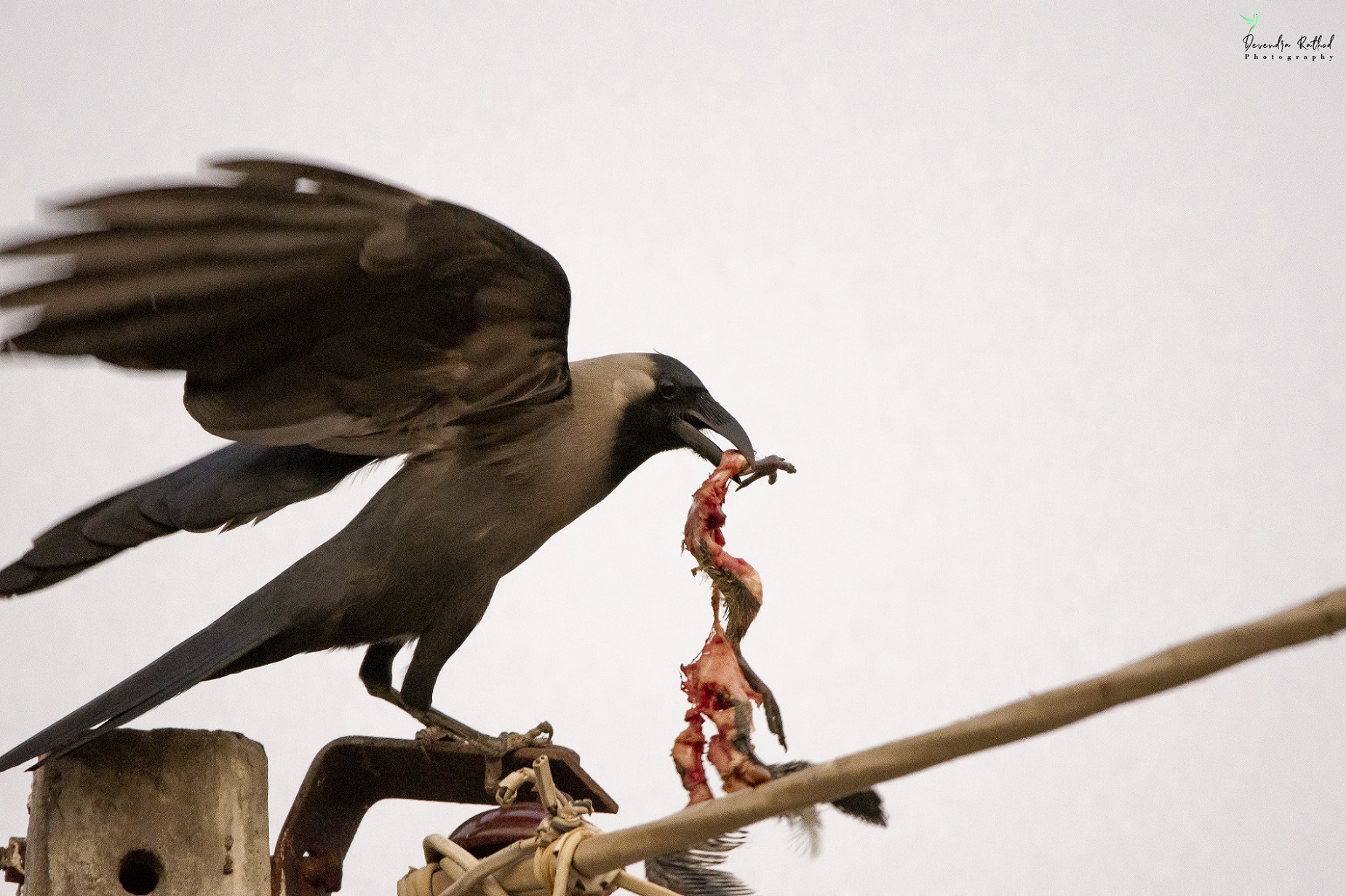 House Crow