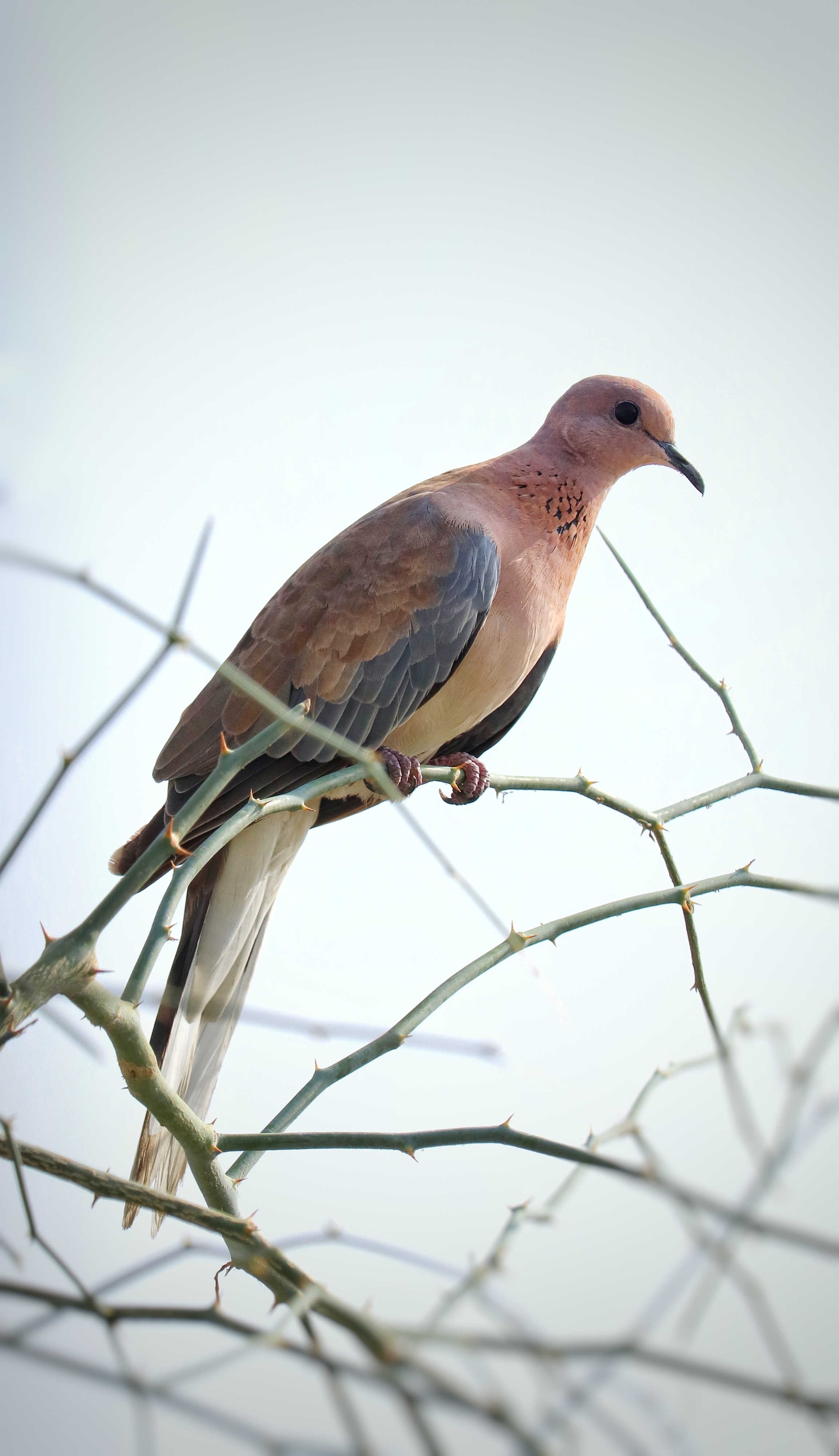 Laughing Dove