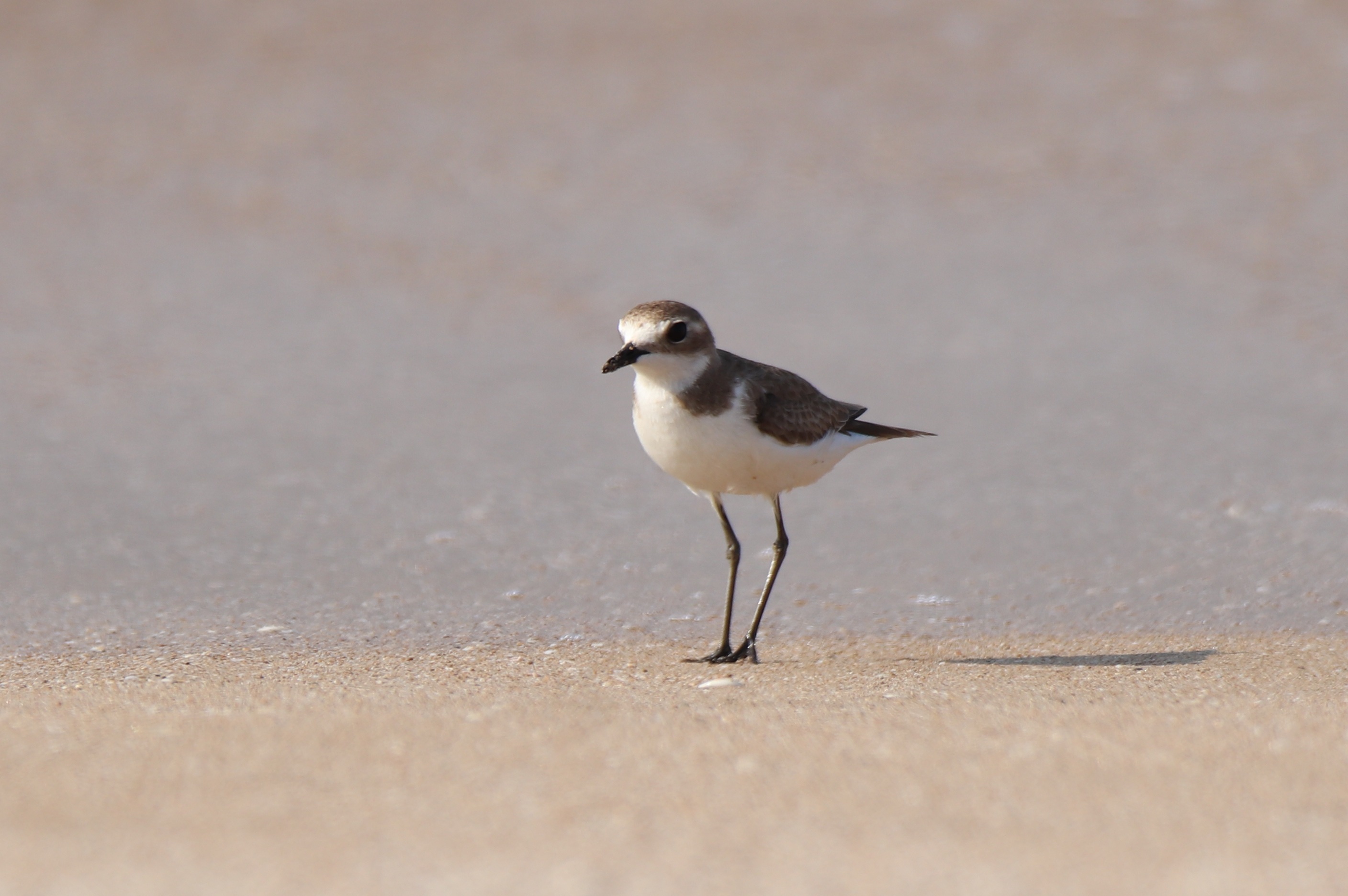 Lesser Sand Plover