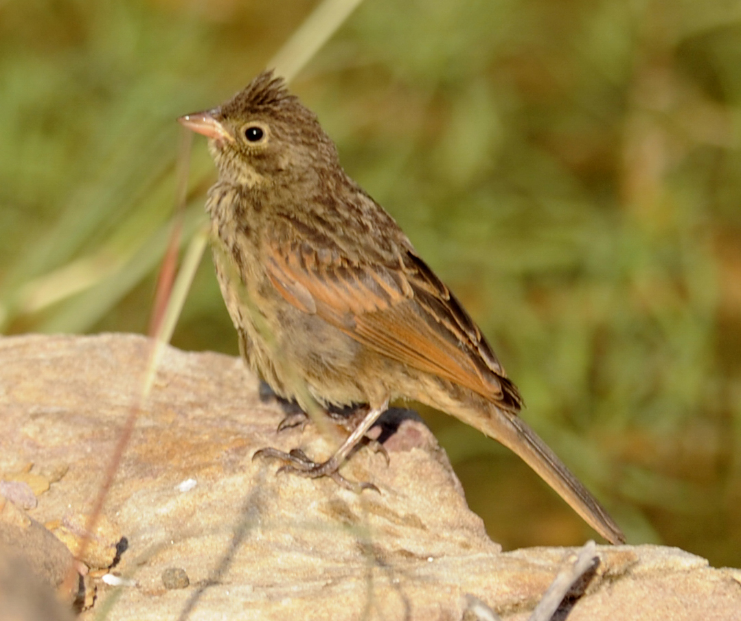 Crested Bunting
