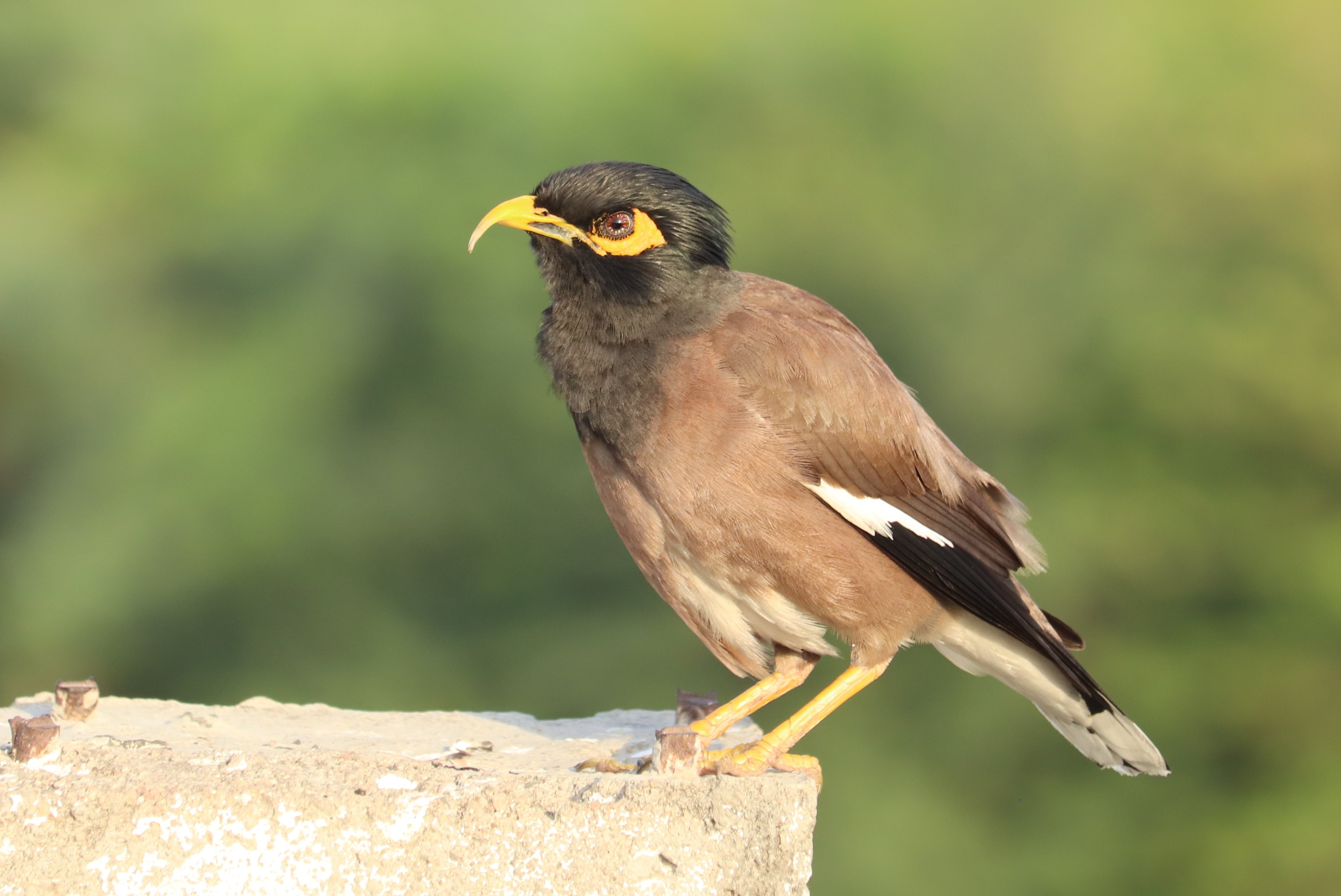 Common Myna