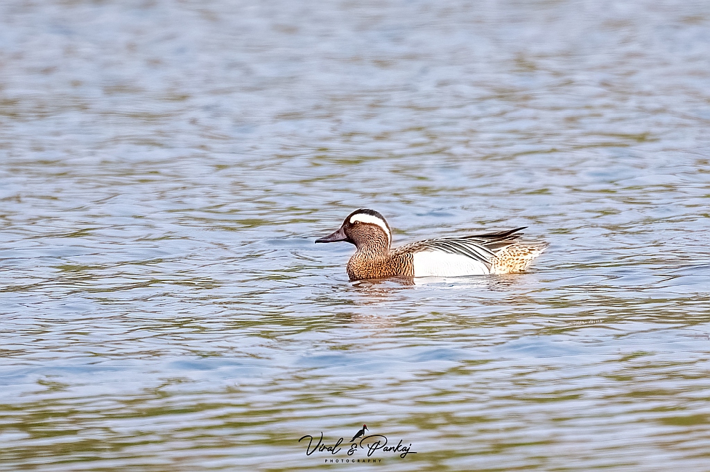 Garganey