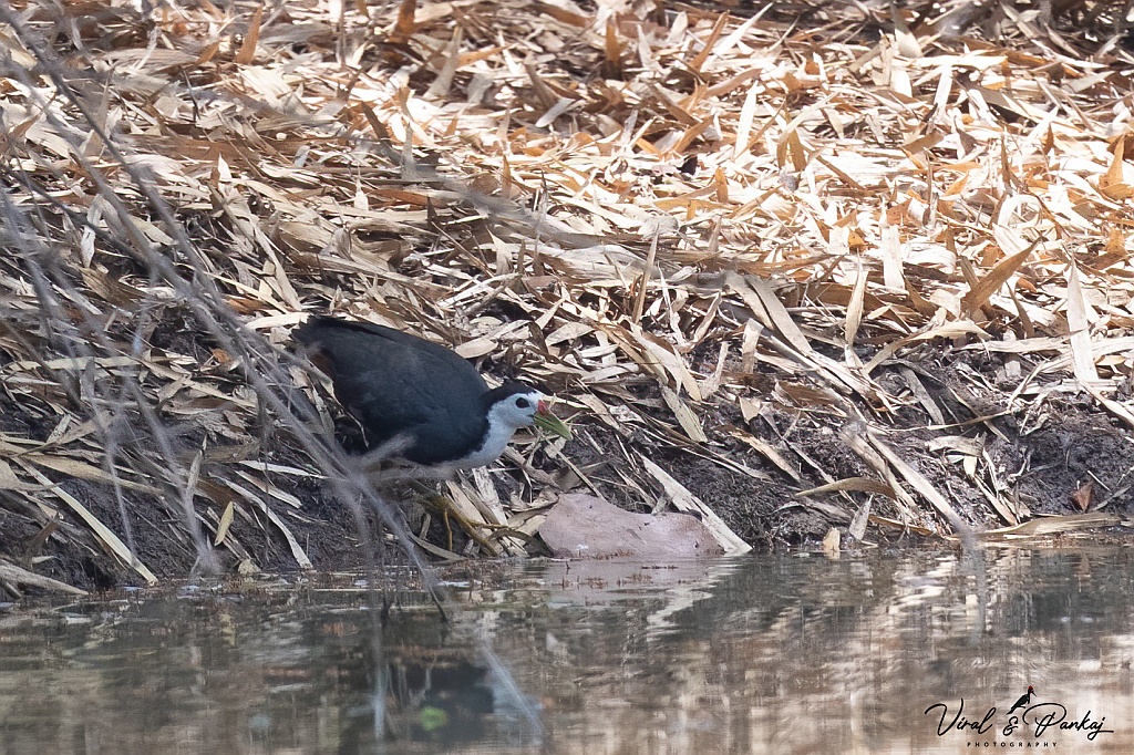 White-breasted Waterhen
