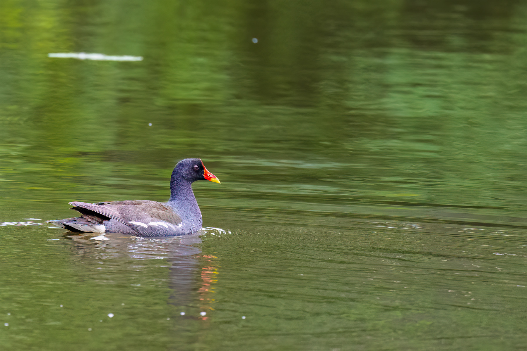 Common MoorHen