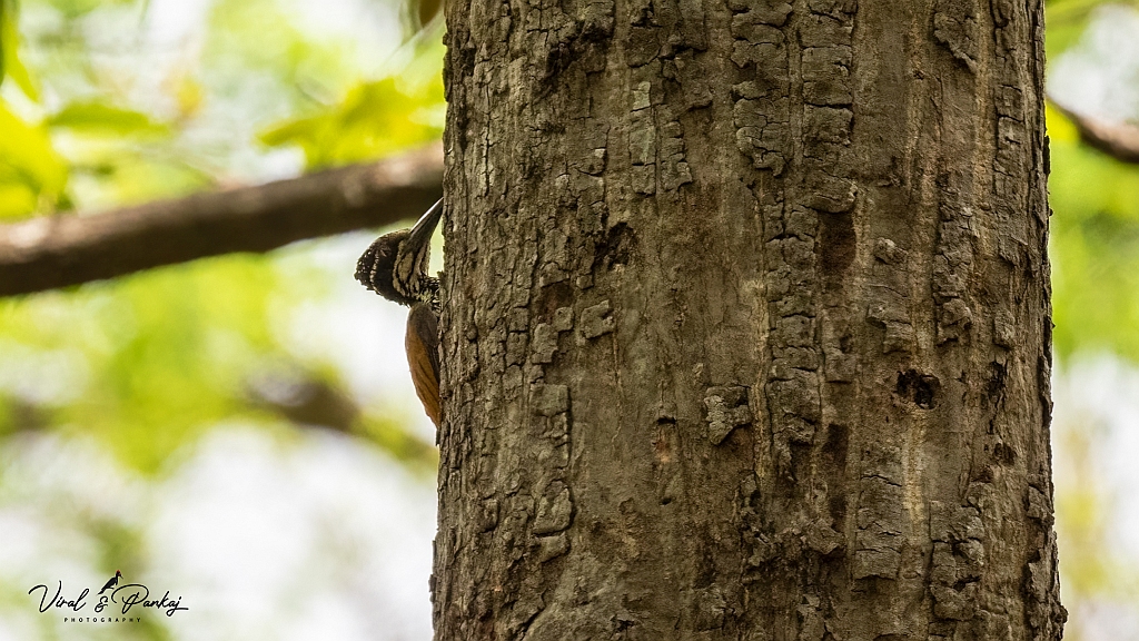 Greater Flameback