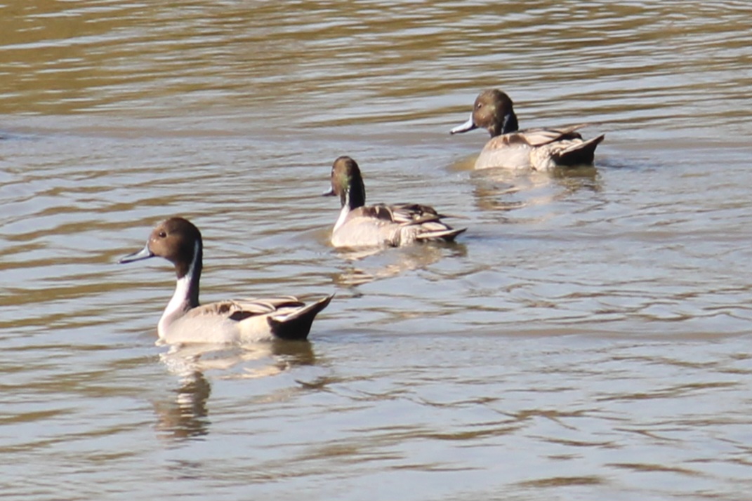 Northern Pintail
