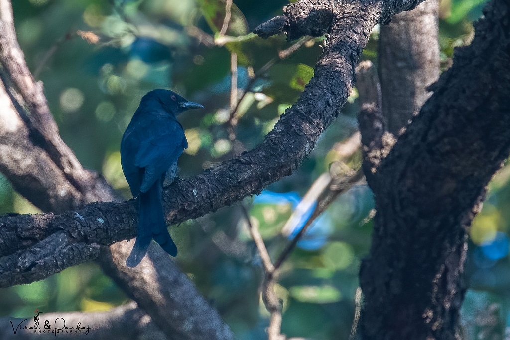 Ashy Drongo
