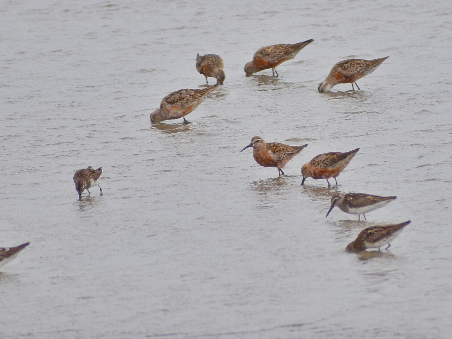 Broad-billed Sandpiper