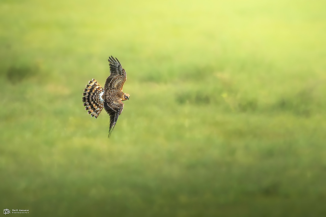 Pallid Harrier