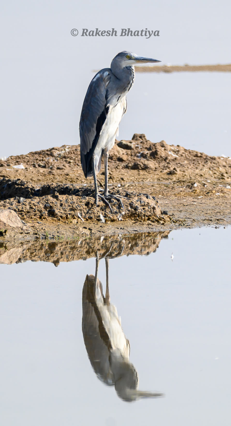 Grey Heron