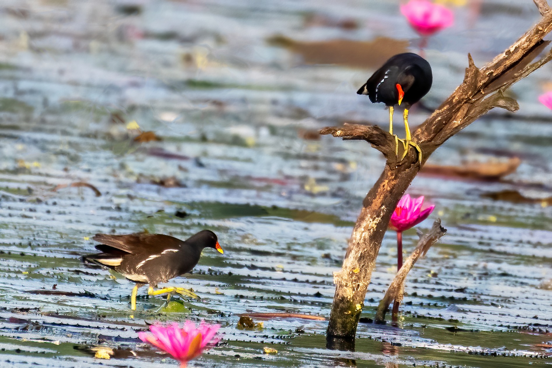 Common MoorHen