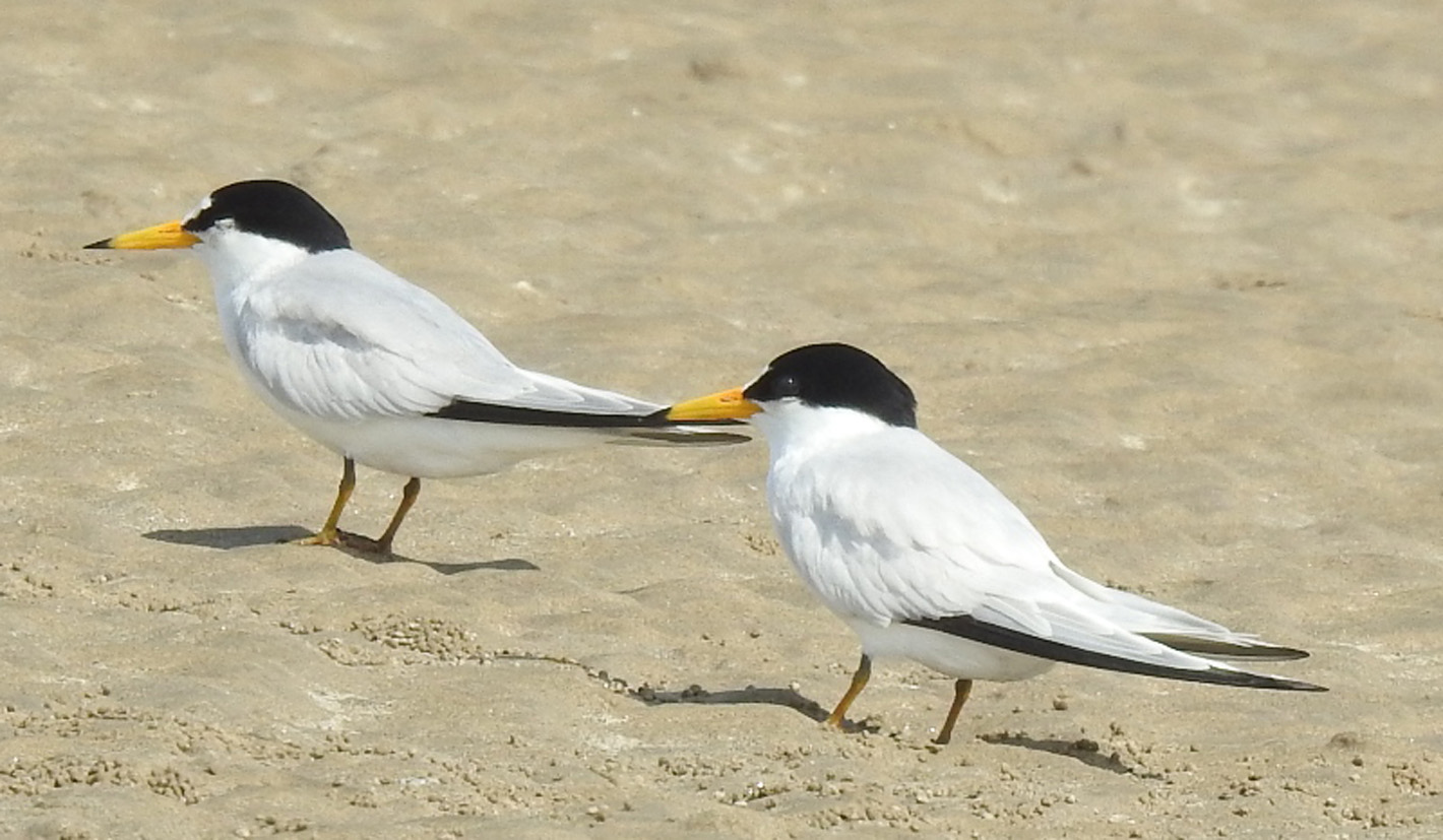 Saunders's Tern