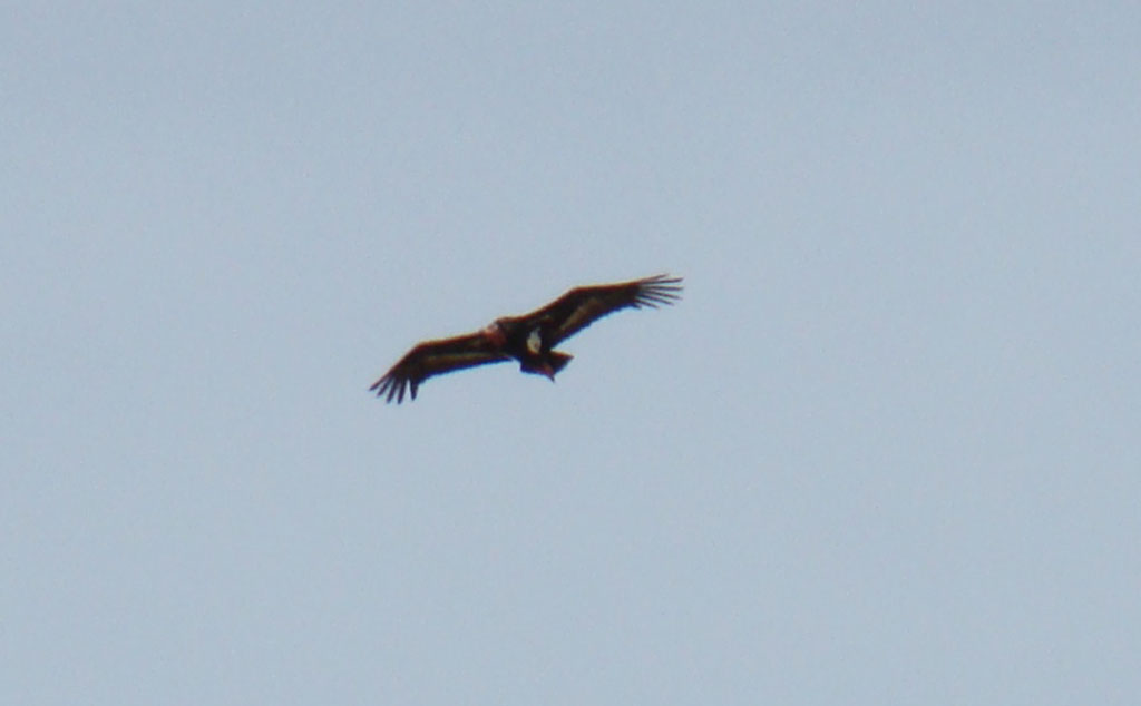 Red-headed Vulture