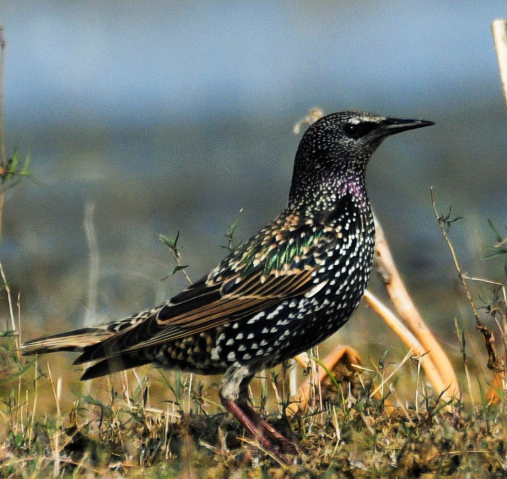 Common Starling