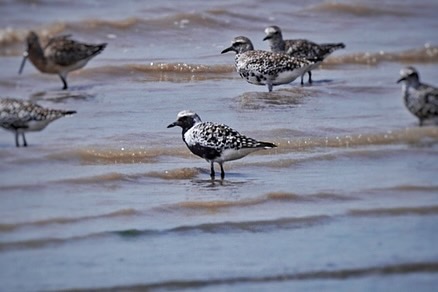 Grey Plover