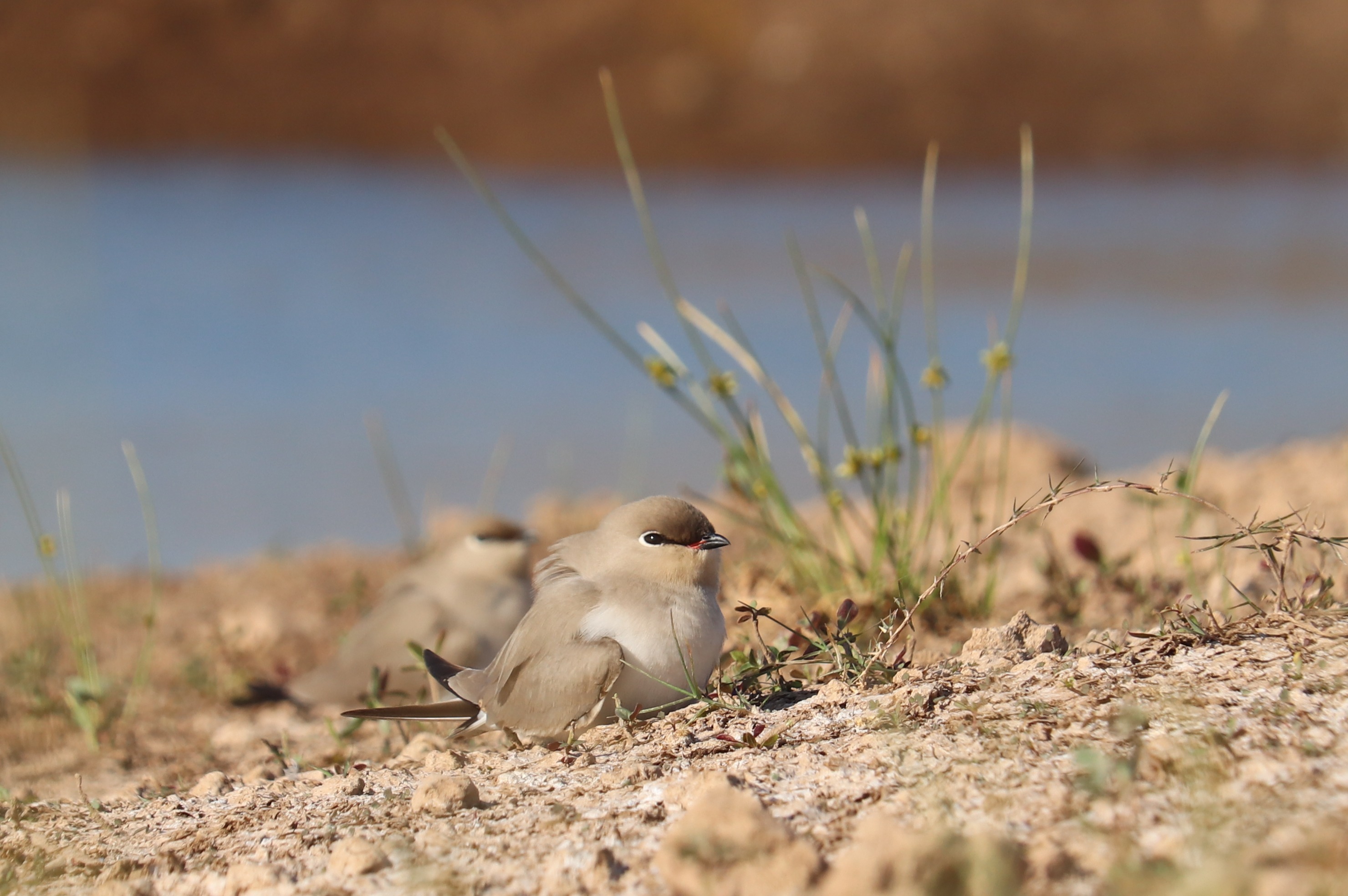 Small Pratincole