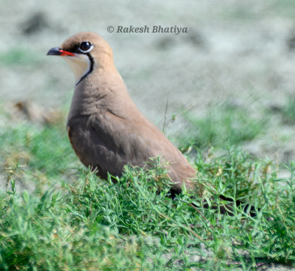 Collared Pratincole
