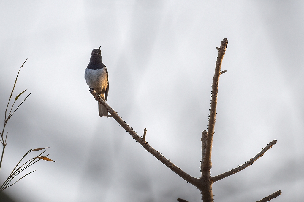 Oriental Magpie Robin