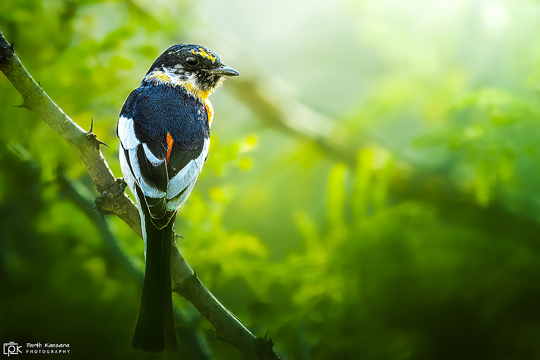 White-bellied Minivet