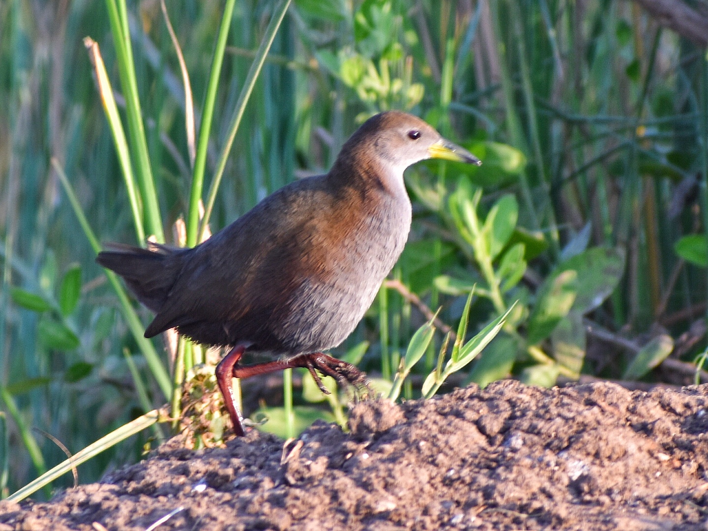 Brown Crake