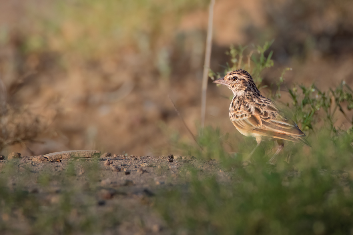 Indian Bush Lark