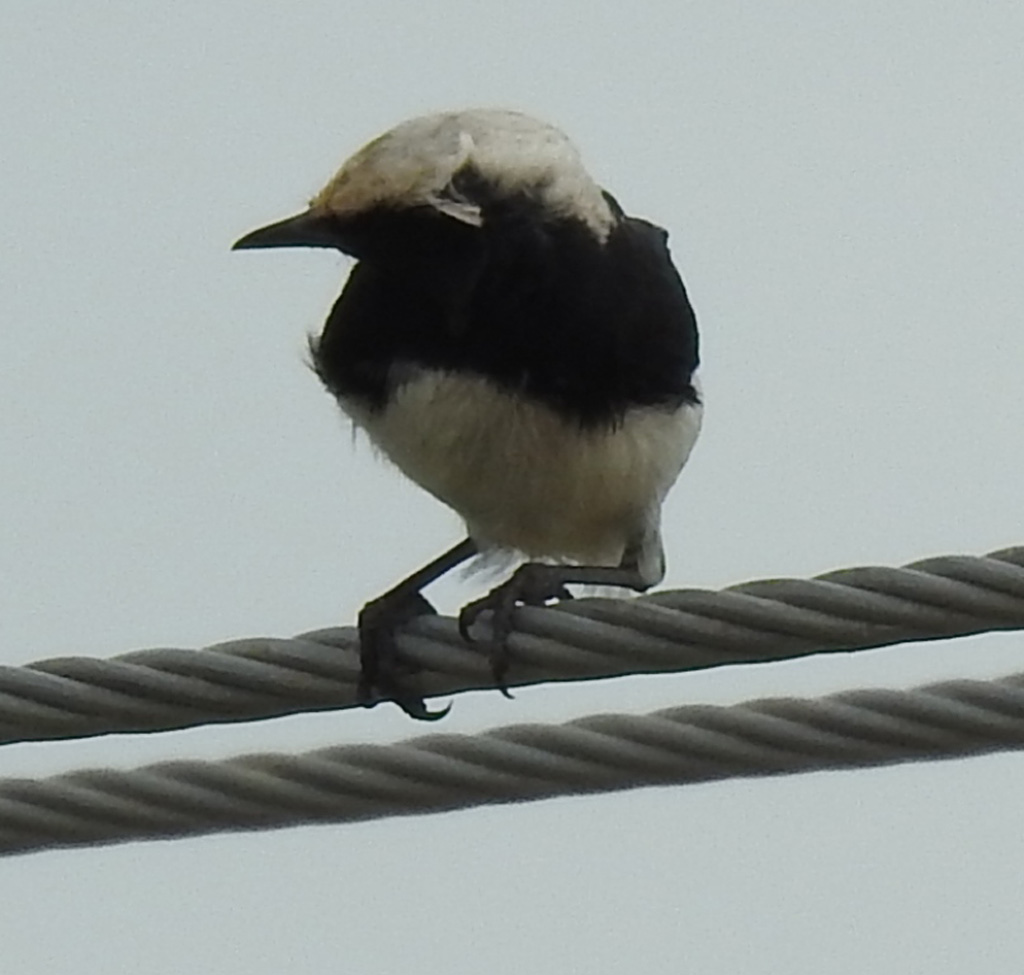 Variable Wheatear