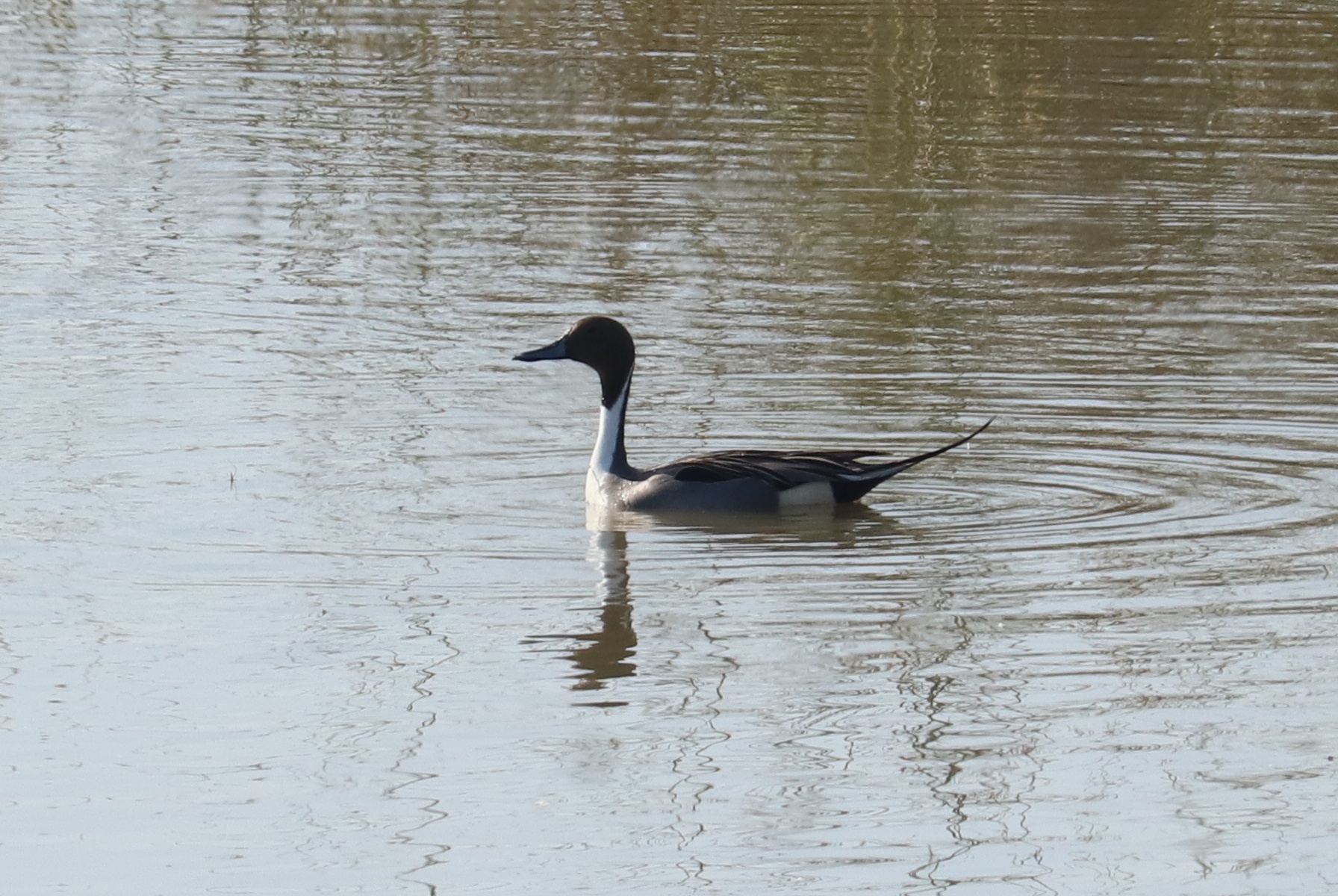 Northern Pintail