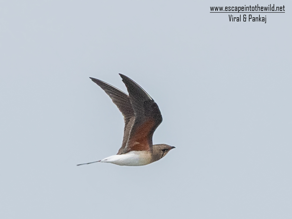 Oriental Pratincole