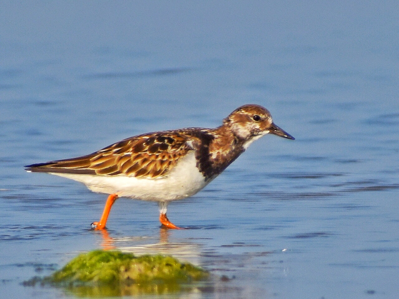 Ruddy Turnstone