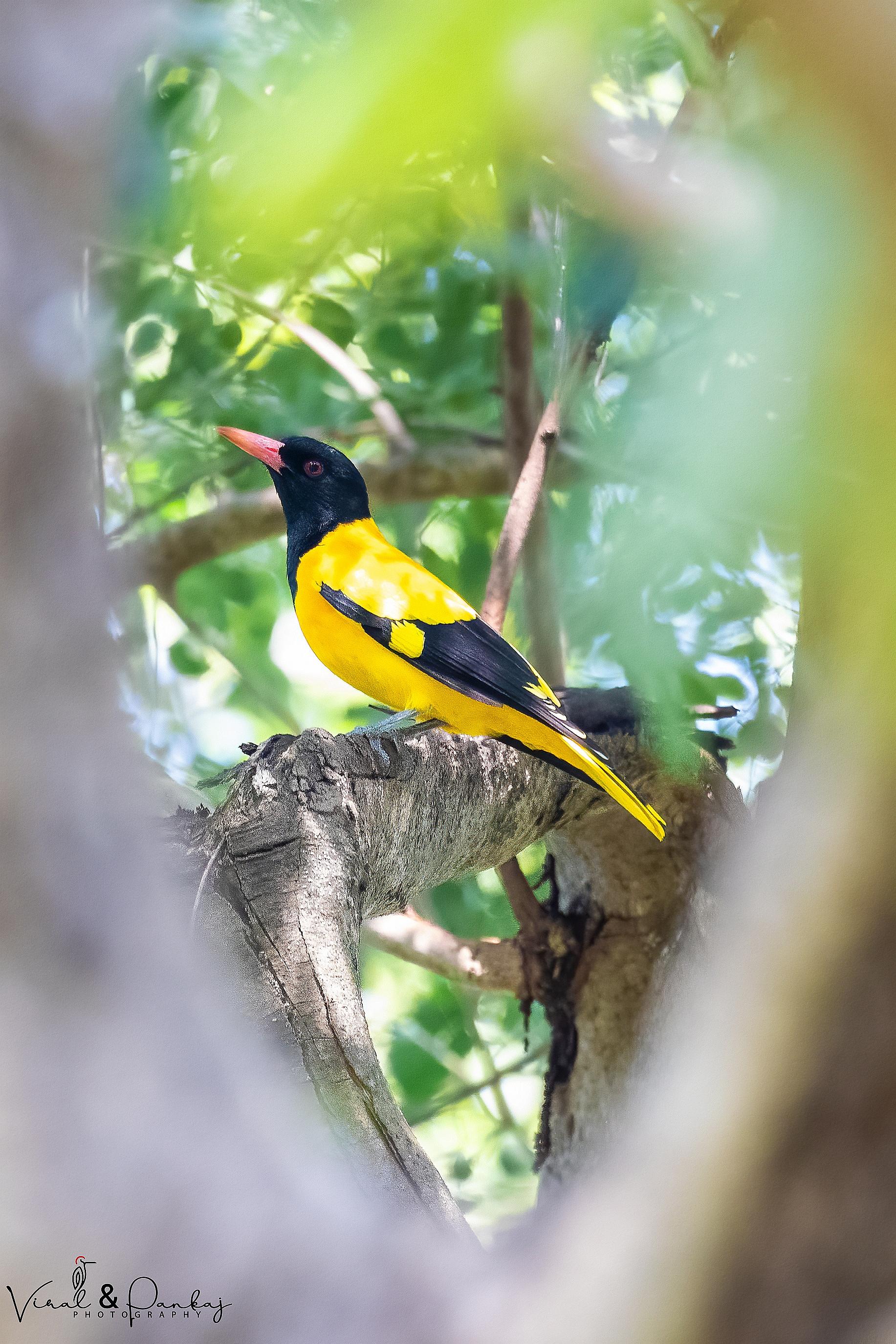 Black-hooded Oriole